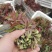 红油香椿免费提供种植技术管理