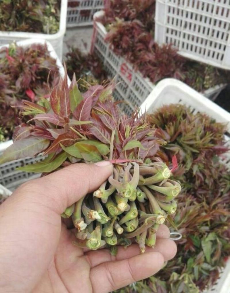 红油香椿免费提供种植技术管理