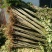 红油香椿免费提供种植技术管理