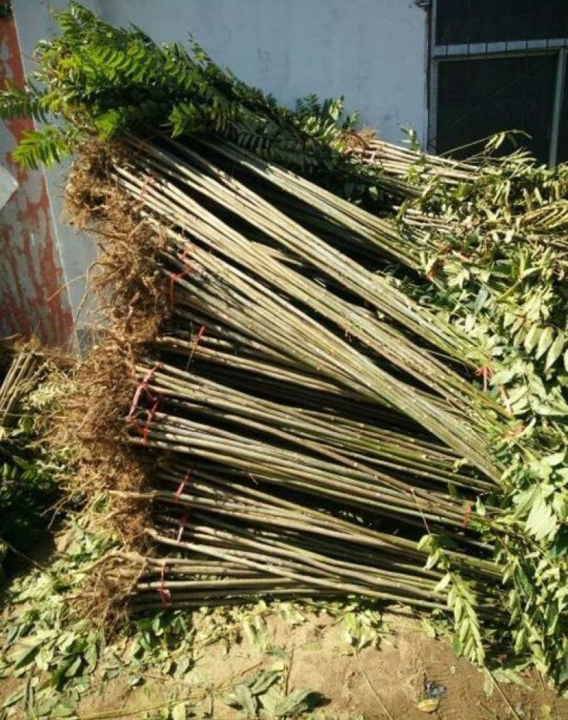 红油香椿免费提供种植技术管理