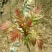 红油香椿免费提供种植技术管理