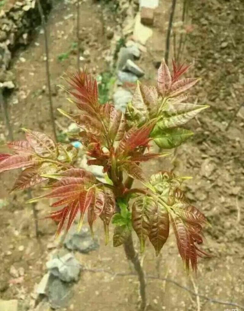 红油香椿免费提供种植技术管理