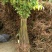 红油香椿免费提供种植技术管理