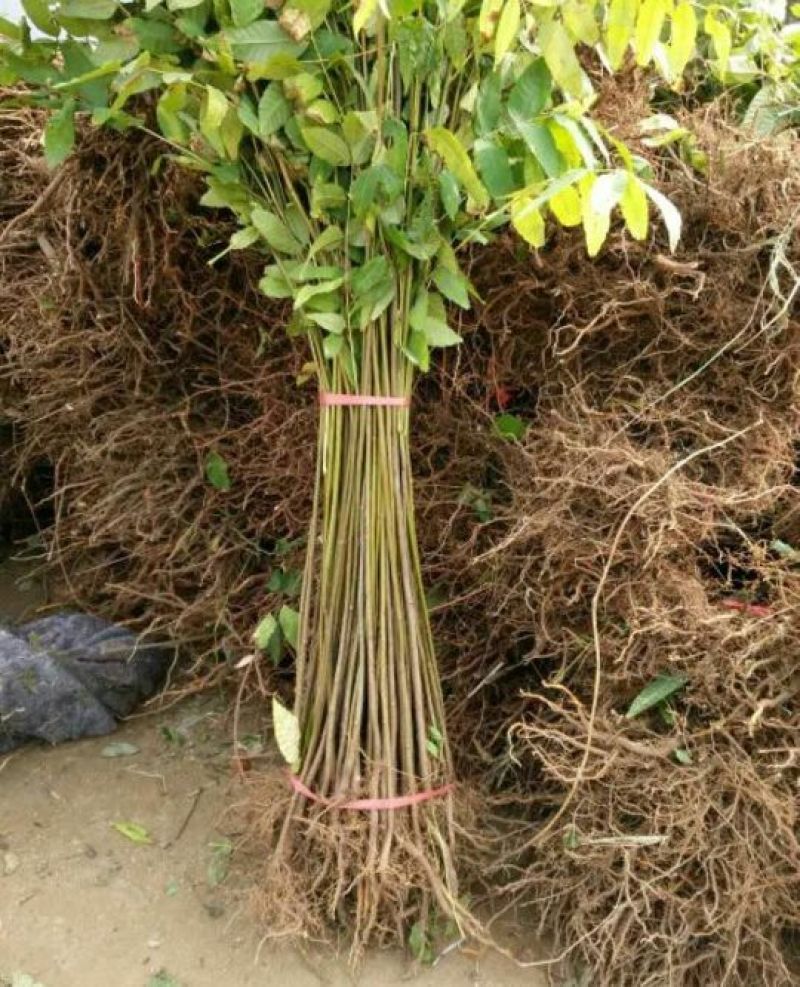 红油香椿免费提供种植技术管理