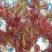红油香椿免费提供种植技术管理