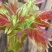 红油香椿免费提供种植技术管理