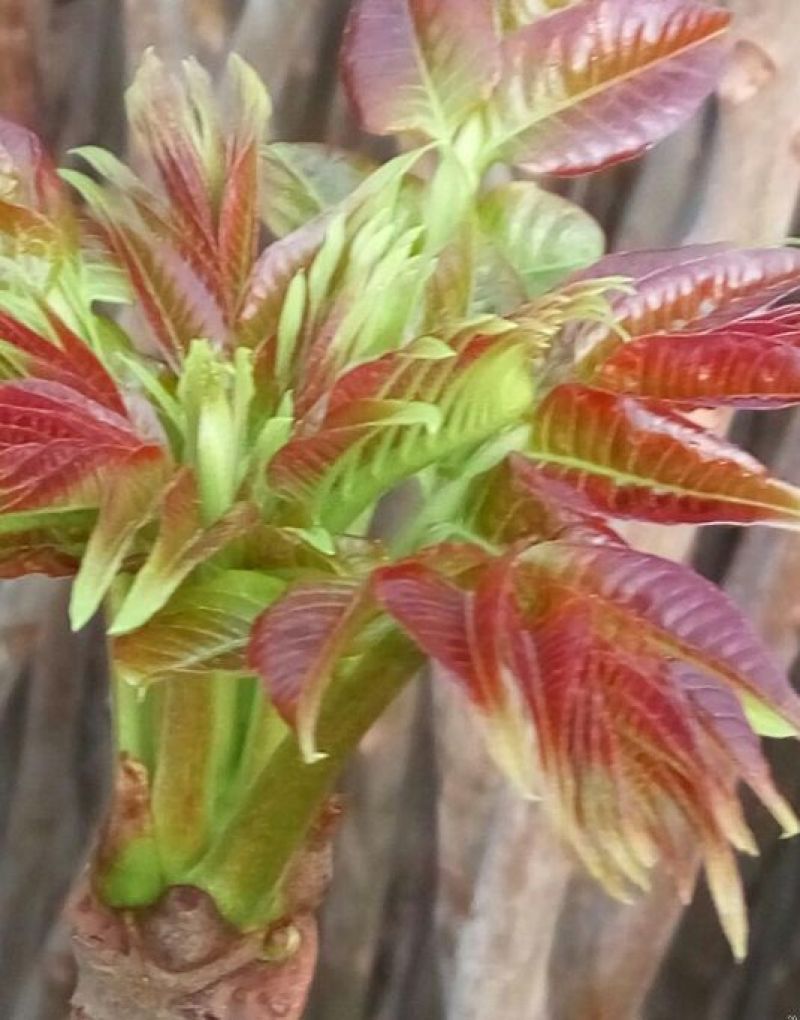 红油香椿免费提供种植技术管理