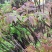红油香椿免费提供种植技术管理