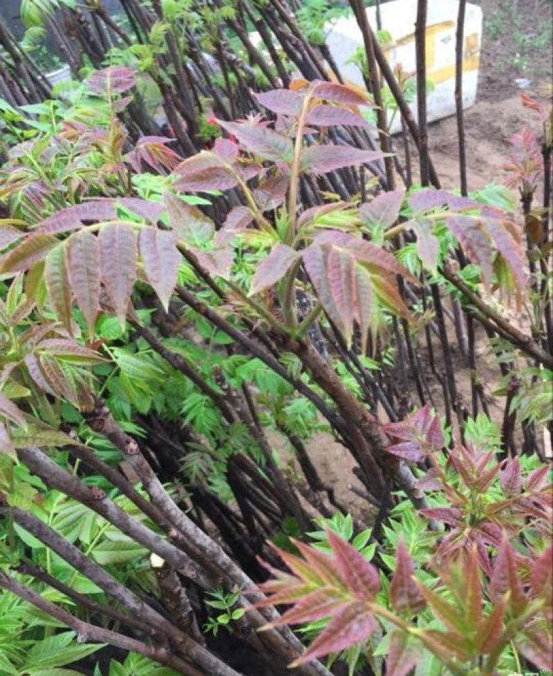 红油香椿免费提供种植技术管理