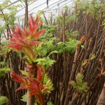 红油香椿免费提供种植技术管理