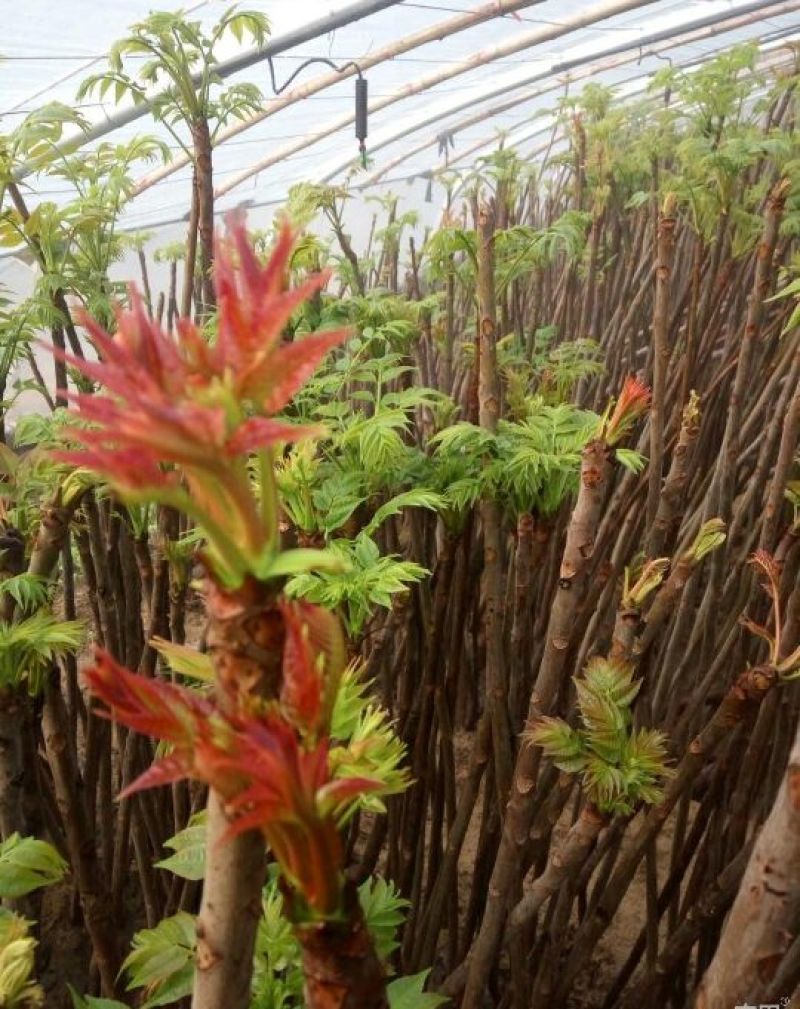 红油香椿免费提供种植技术管理