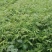 红油香椿免费提供种植技术管理