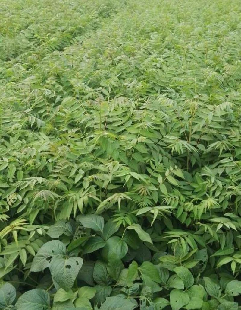 红油香椿免费提供种植技术管理
