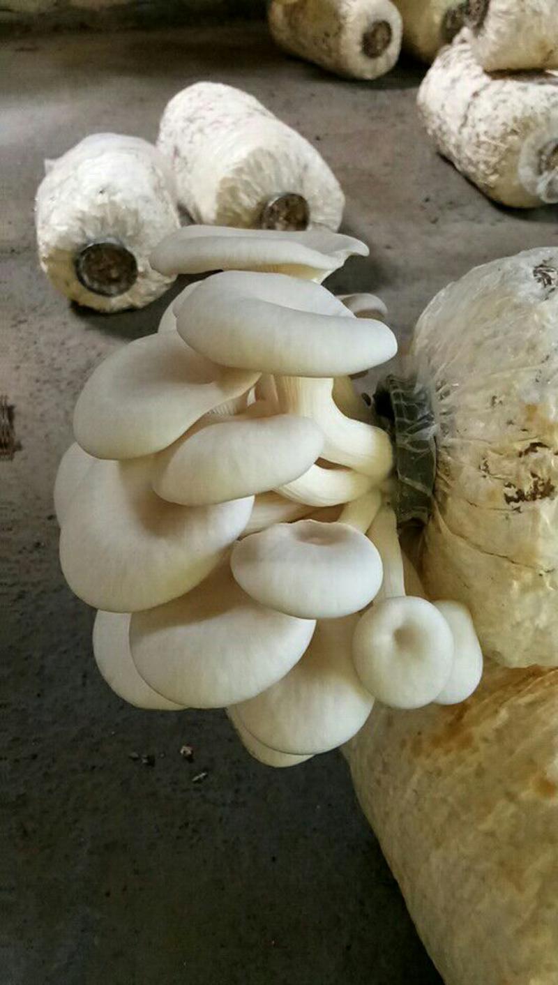 鲜平菇3~5cm乳白色薄