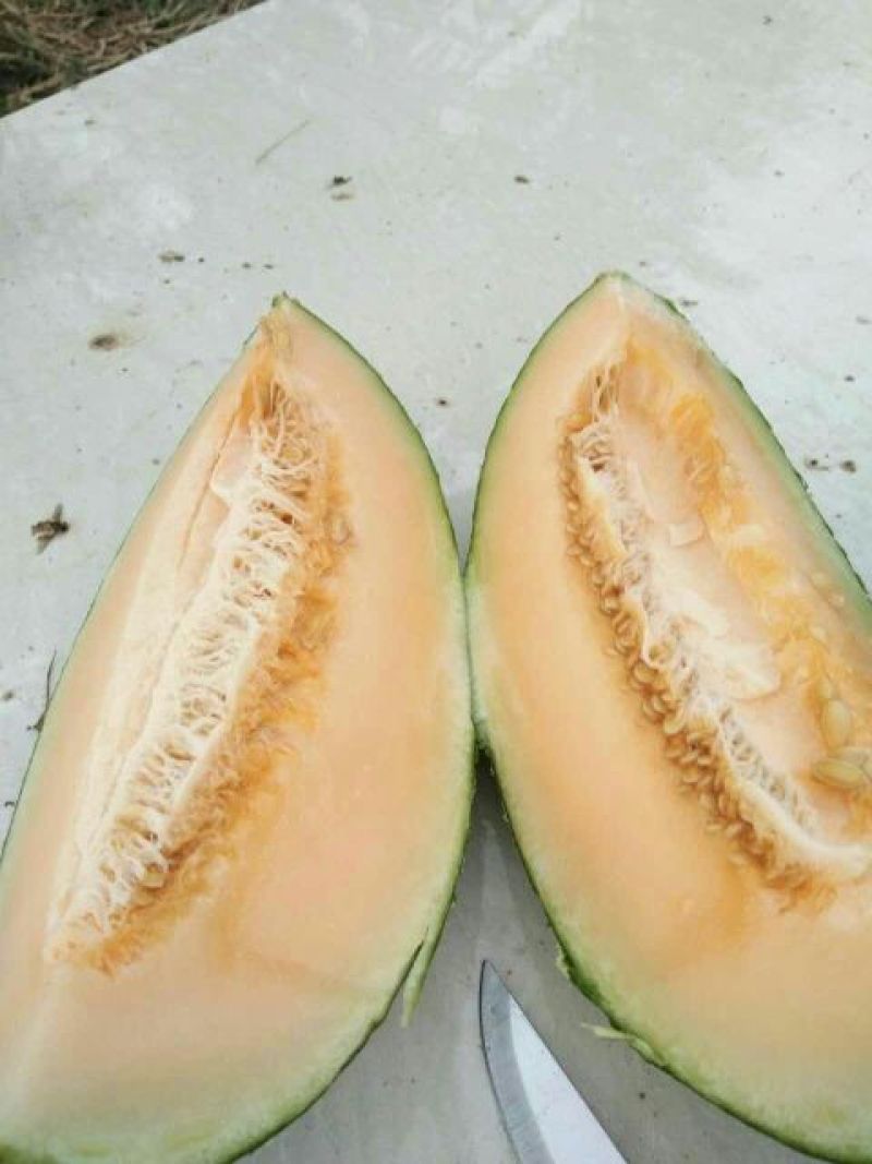 西州蜜瓜诚信经营，保质保量