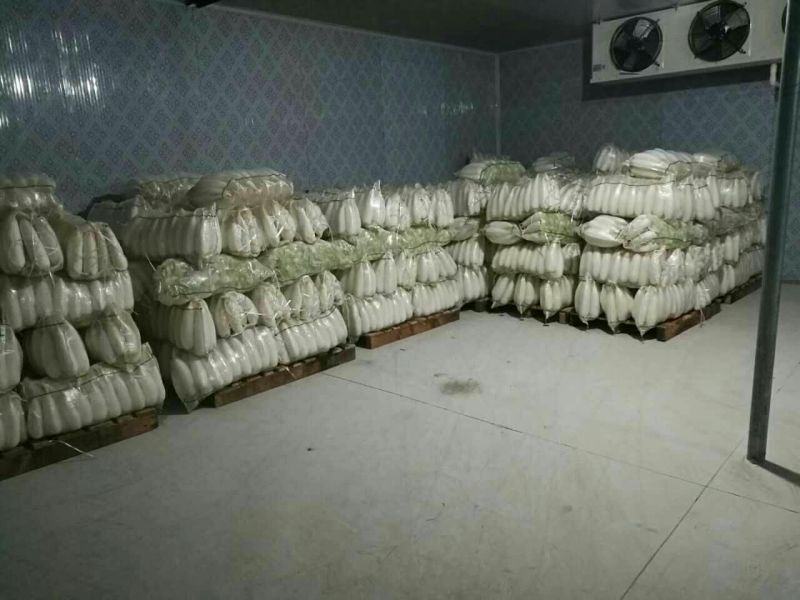 常年供应白萝卜规格齐全基地发货品质保证欢迎联系