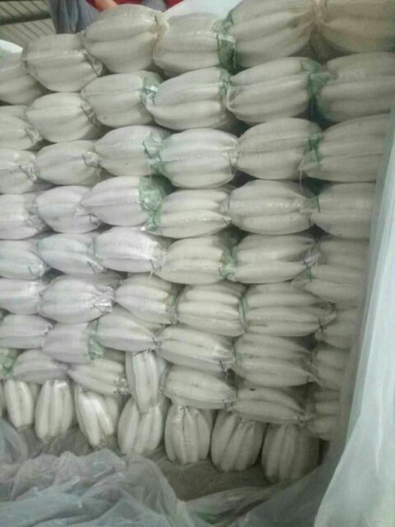 常年供应白萝卜规格齐全基地发货品质保证欢迎联系