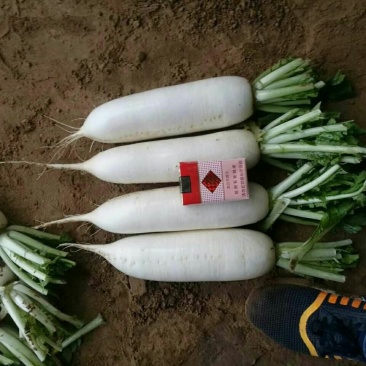 常年供应白萝卜规格齐全基地发货品质保证欢迎联系