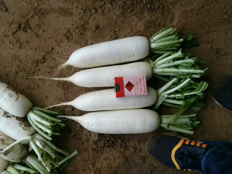 常年供应白萝卜规格齐全基地发货品质保证欢迎联系
