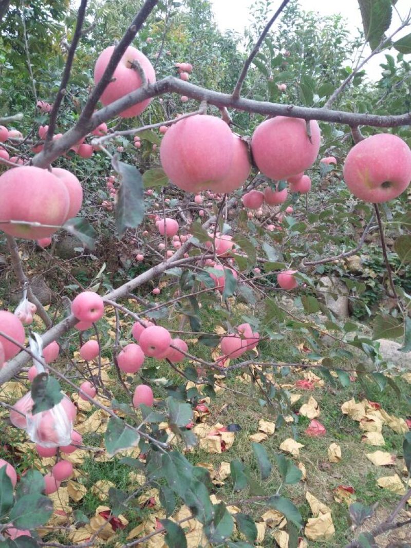 山东纸袋全红富士苹果产地大量发货中提供一条龙服务