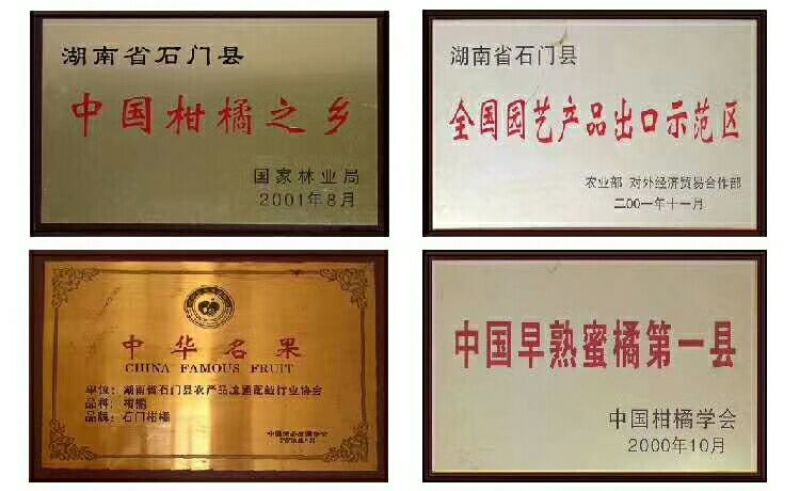 石门县普早蜜橘，无核，口感甜，柑橘统货4～95cm