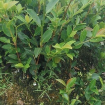 湘林长林系列.长林油茶嫁接苗，实生苗，红花油茶苗，