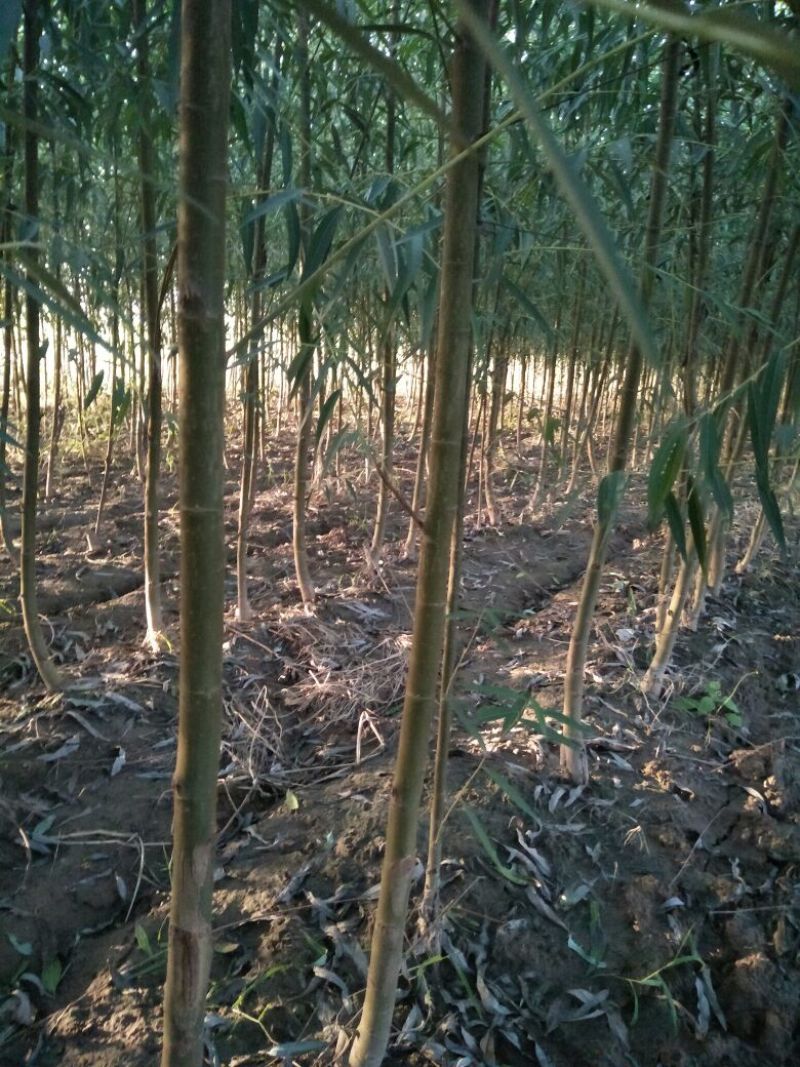柳树种条3m以上