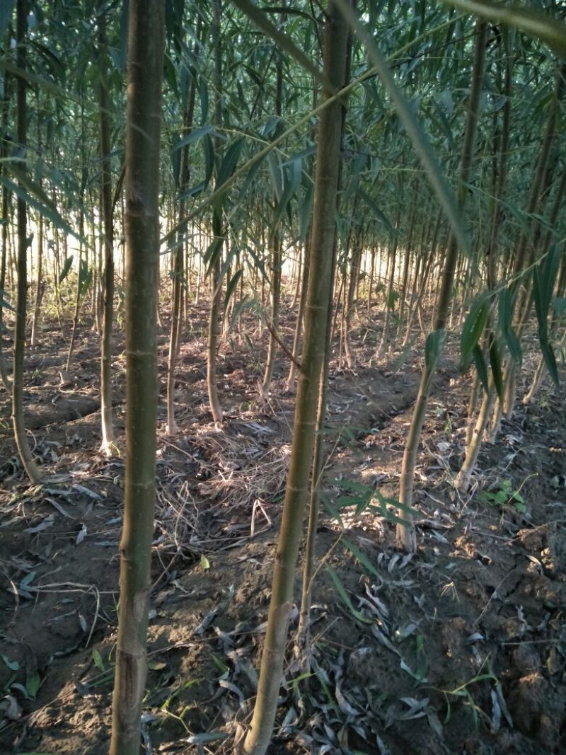 柳树种条3m以上