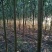 柳树种条3m以上
