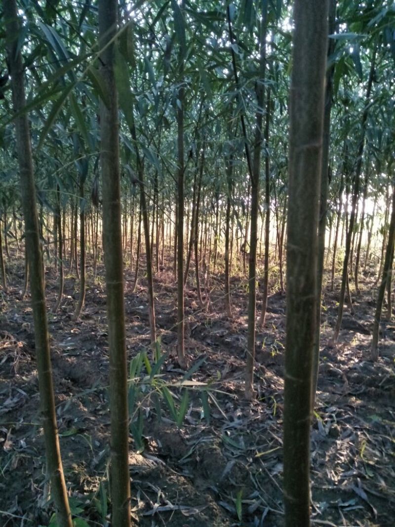 柳树种条3m以上