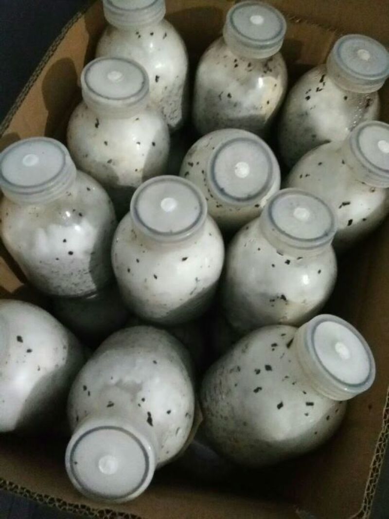 菌棒