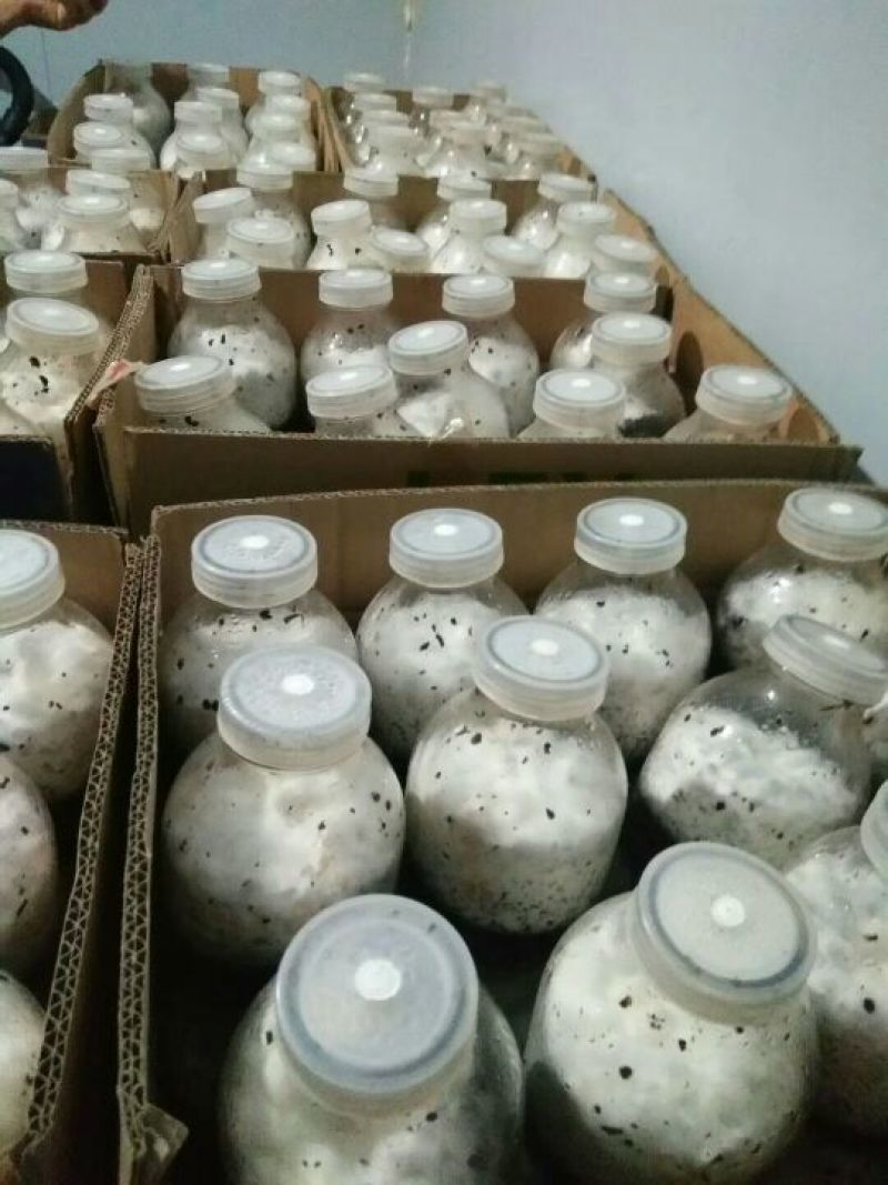 菌棒