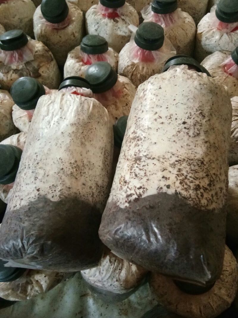 菌棒