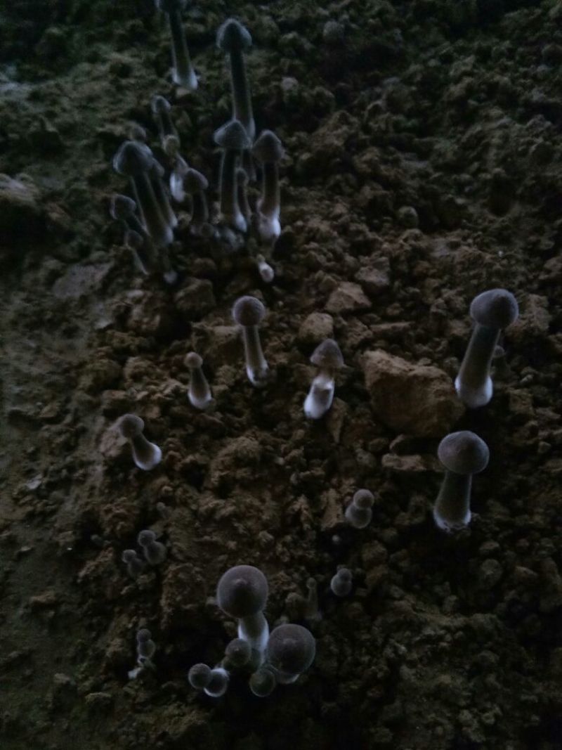 菌棒
