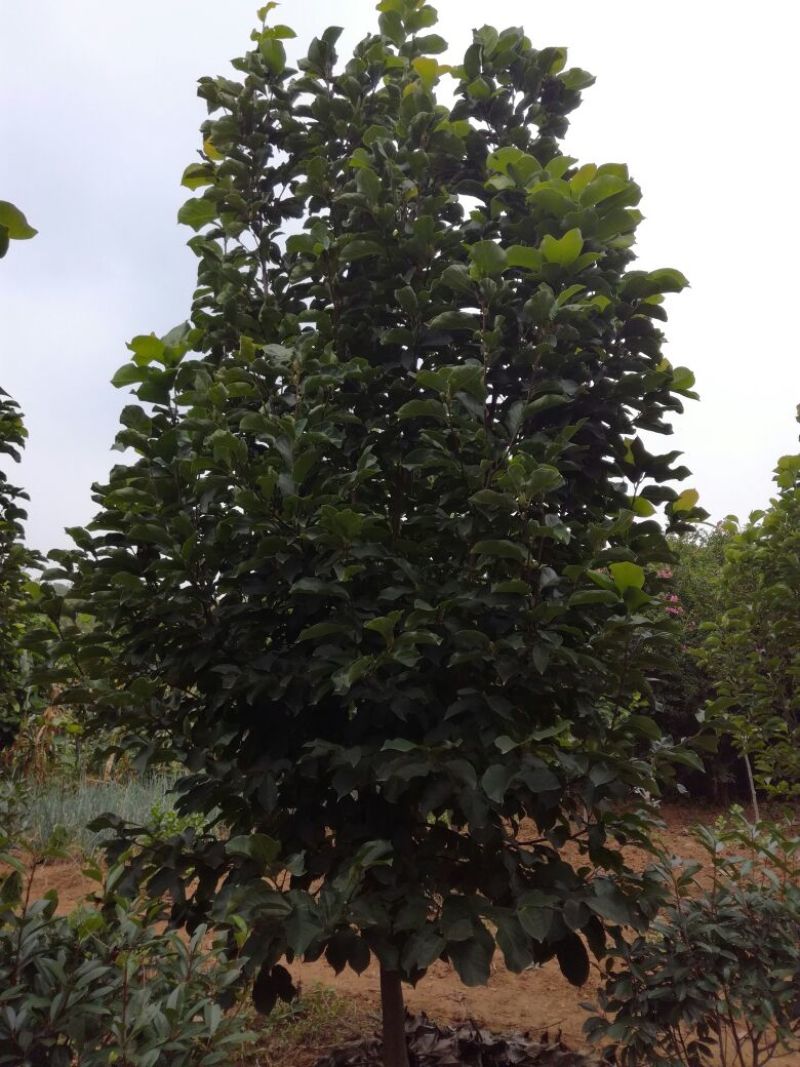 玉兰树8~10cm