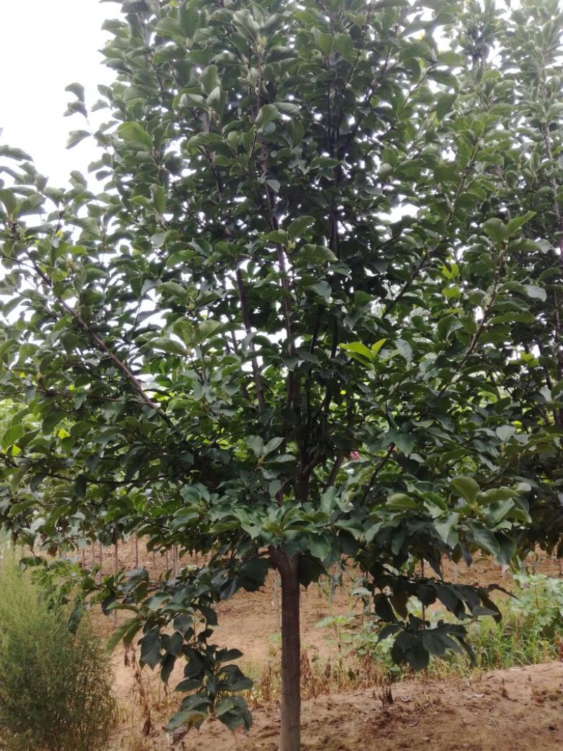 玉兰树8~10cm