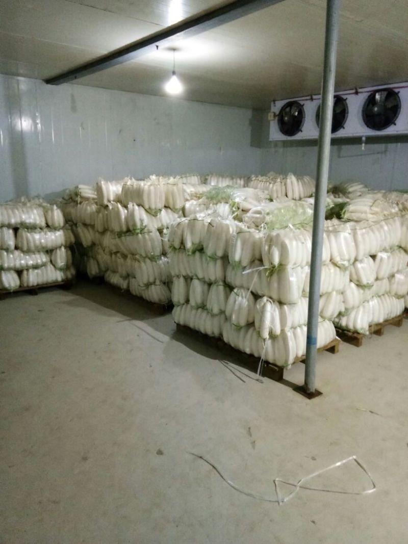 常年供应白萝卜规格齐全基地发货品质保证欢迎联系