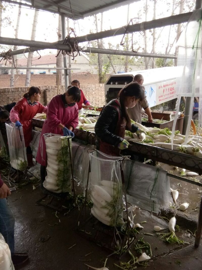 常年供应白萝卜规格齐全基地发货品质保证欢迎联系