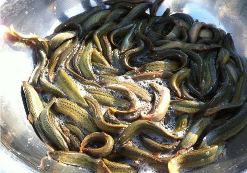 台湾泥鳅10~15cm人工养殖食用