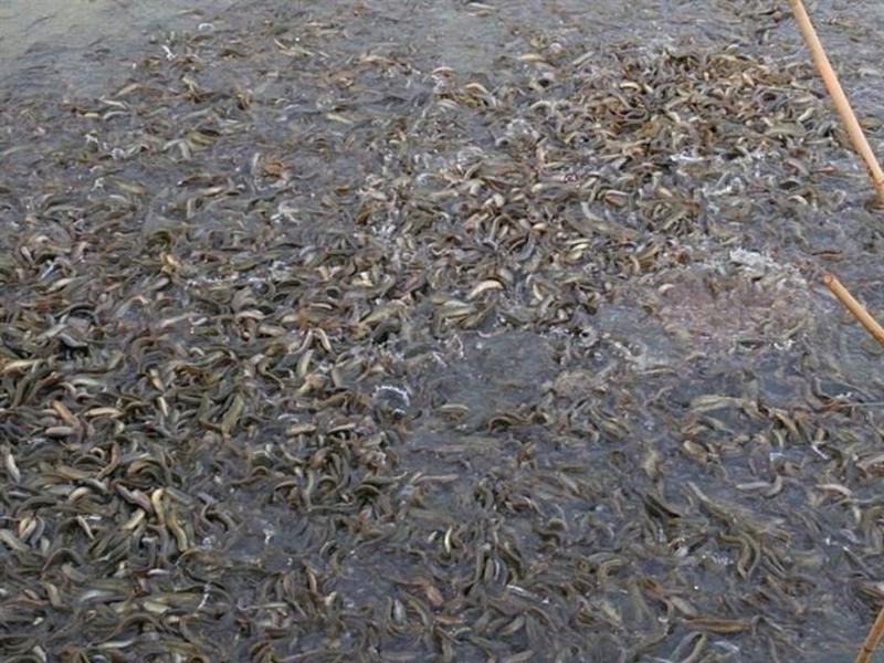 台湾泥鳅10~15cm人工养殖食用