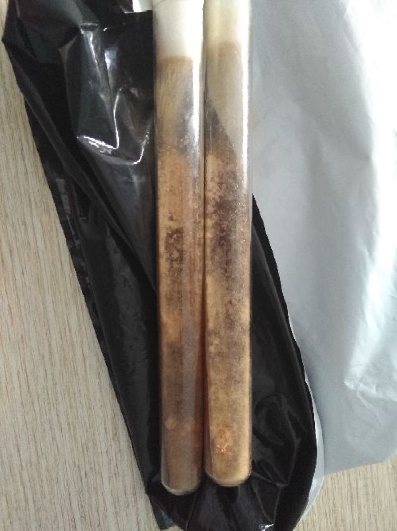 羊肚菌菌种母种