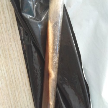 羊肚菌菌种母种