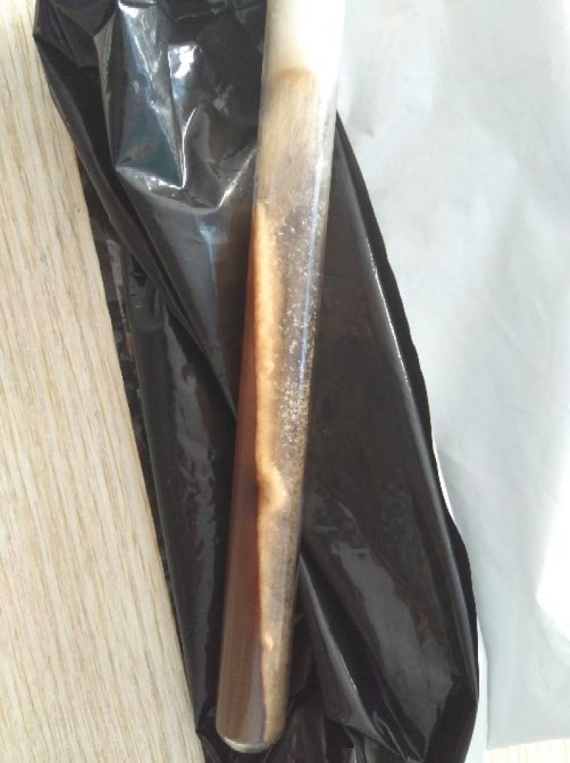 羊肚菌菌种母种