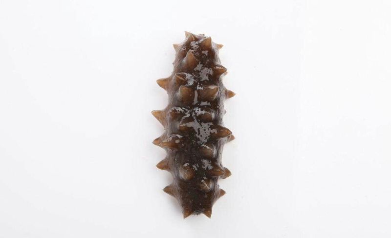 黑海参食用鲜活