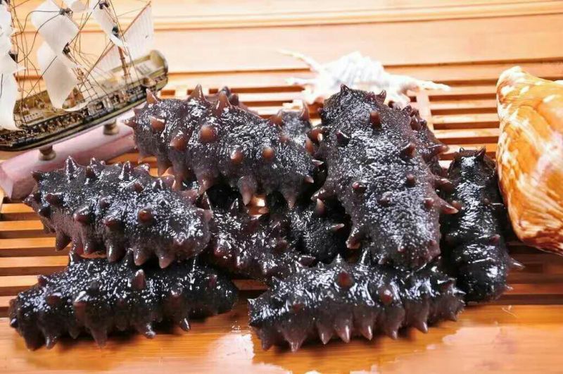 黑海参食用鲜活