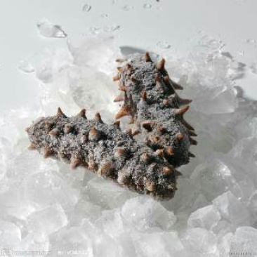 黑海参食用鲜活