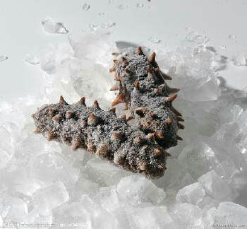 黑海参食用鲜活