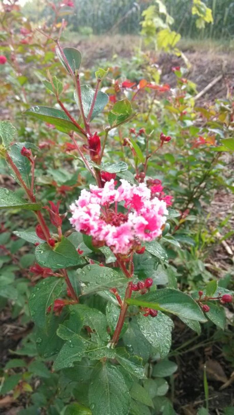 红火箭紫薇1米以下2~4cm0.5~1米