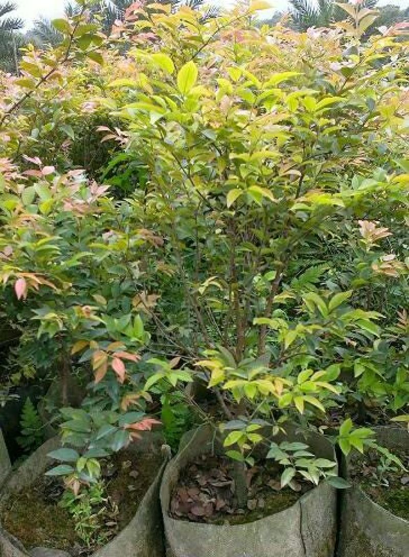 嘉宝果树苗3年