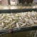 常年供应白萝卜规格齐全基地发货品质保证欢迎联系